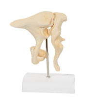 Primary Image Link