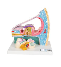 Primary Image Link