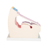 Primary Image Link