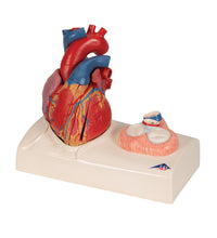 Primary Image Link
