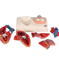 Primary Image Link