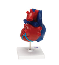 Primary Image Link