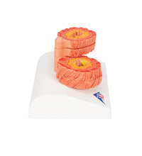 Primary Image Link