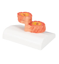 Primary Image Link