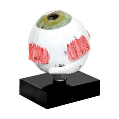 Model Eye for Ultrasonic Biometry