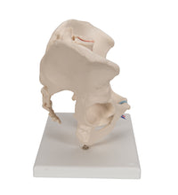 Primary Image Link