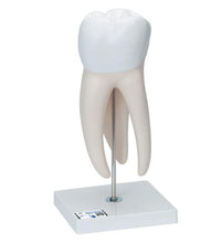Primary Image Link