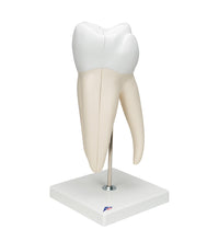 Primary Image Link