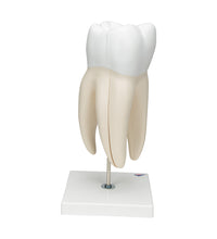 Primary Image Link