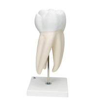 Primary Image Link