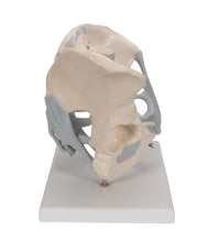 Primary Image Link