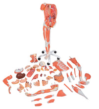 Primary Image Link