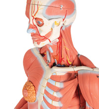 Primary Image Link