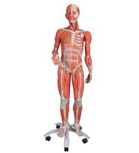 Primary Image Link