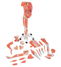 Primary Image Link