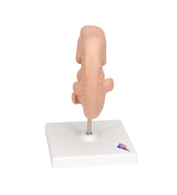 Primary Image Link