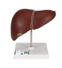 Primary Image Link