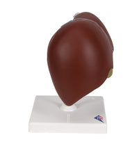 Primary Image Link