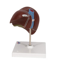 Primary Image Link