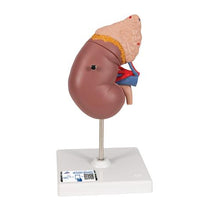 Primary Image Link