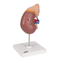 Primary Image Link