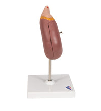 Primary Image Link