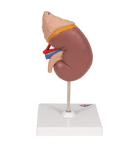 Primary Image Link
