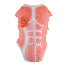 Chest Plate