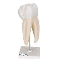 Primary Image Link