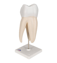 Primary Image Link