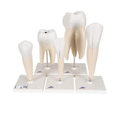 Human Tooth Models Set 