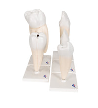 Primary Image Link