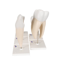 Primary Image Link