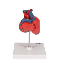 Primary Image Link