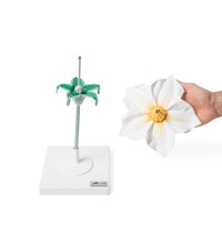 Primary Image Link