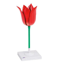 Primary Image Link