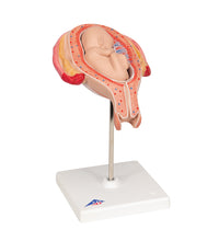 Primary Image Link