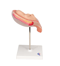 Primary Image Link