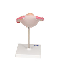 Primary Image Link