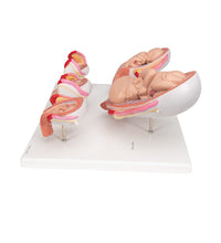 Primary Image Link