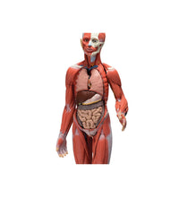 Primary Image Link
