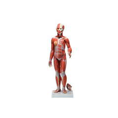 1/2 Life-Size Complete Human Female Muscle Figure, without Internal Organs, 21 part - 3B Smart Anatomy