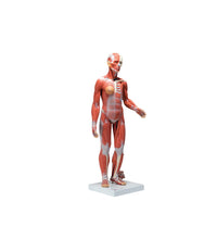 Primary Image Link