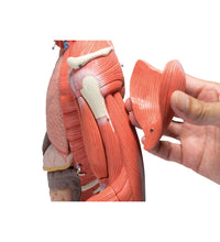 Primary Image Link