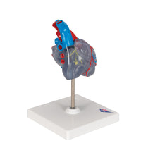 Primary Image Link