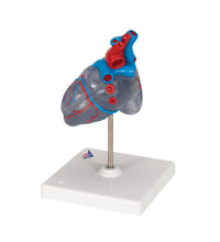 Primary Image Link