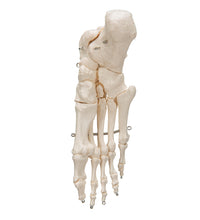 Primary Image Link