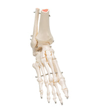 Primary Image Link