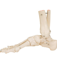Primary Image Link