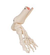 Primary Image Link